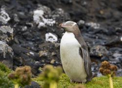 Yellow eye penguin: Shy, and among the world